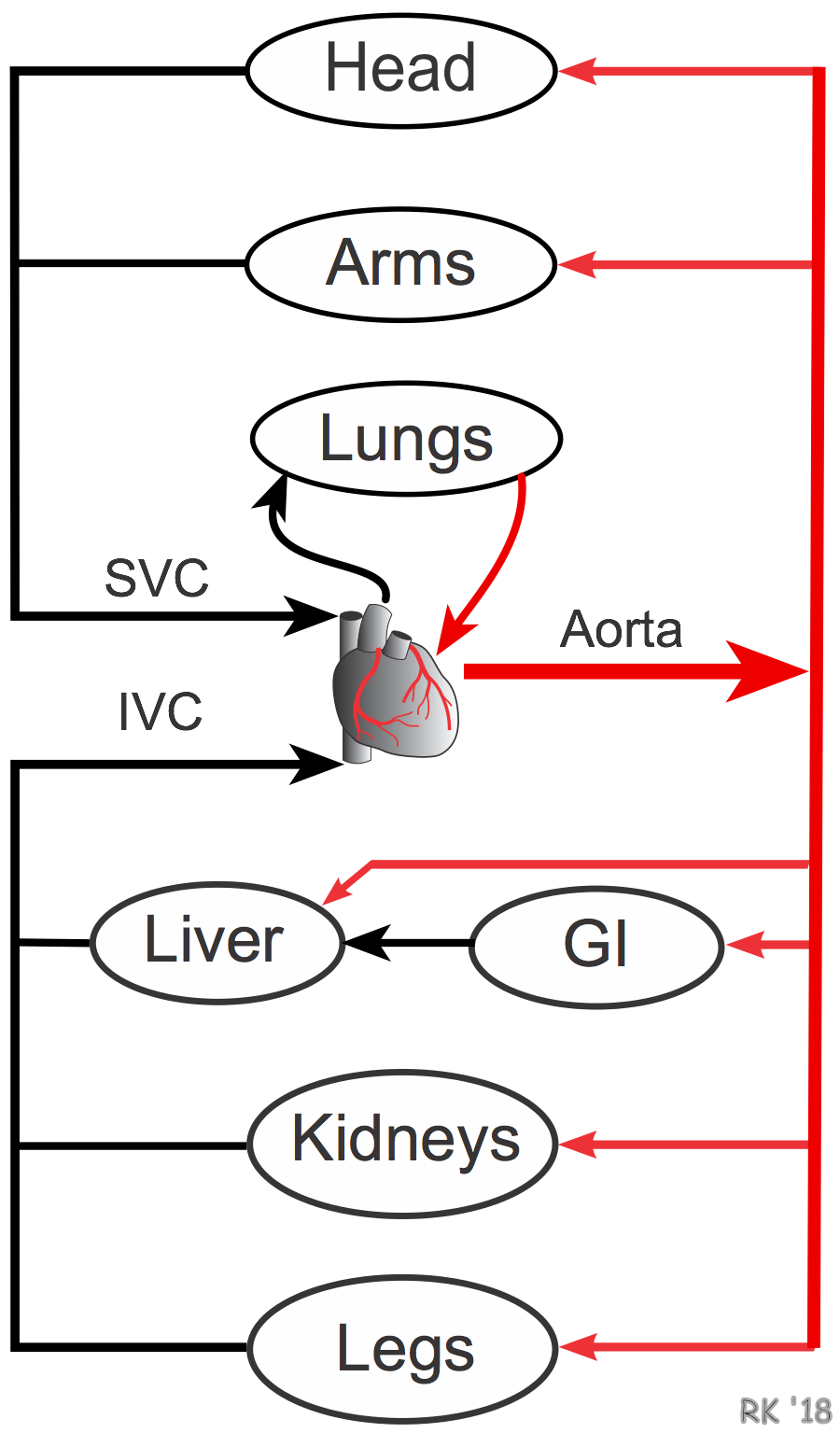 Organ circulation parallel arrangement