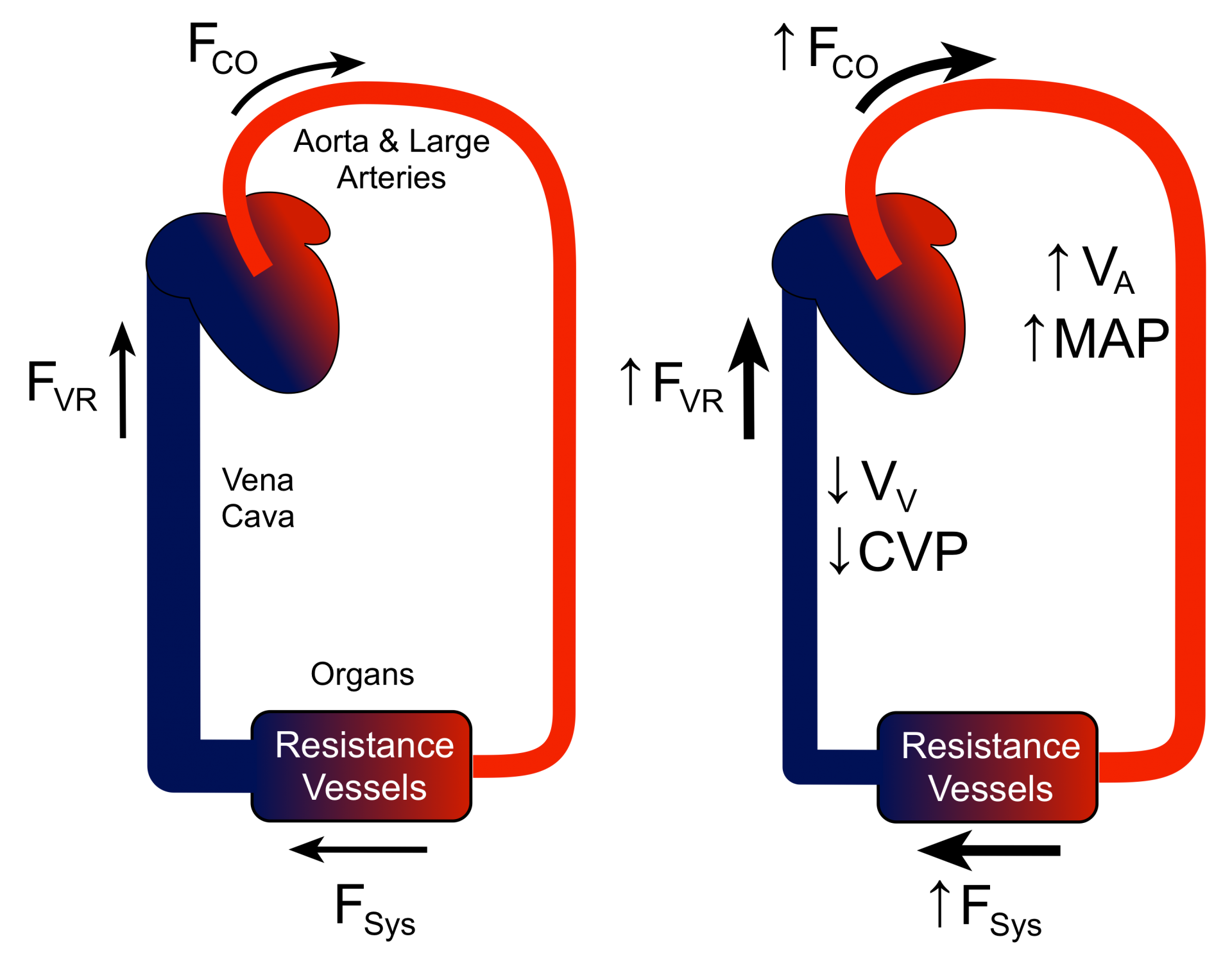Cardiac output alterations of pressure and volume