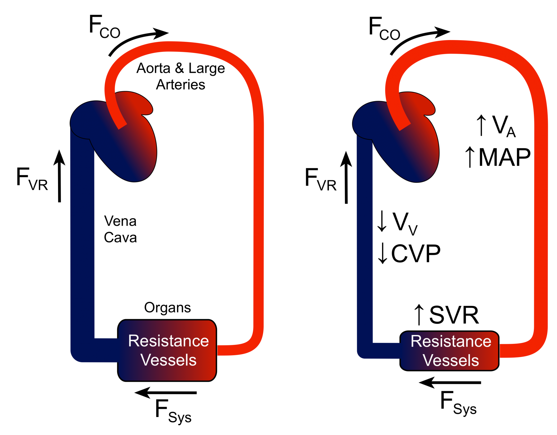 Systemic vascular resistance alternation of pressures and volumes