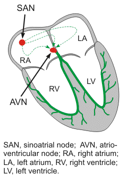 location of cardiac sinoatrial and atrioventricular nodes