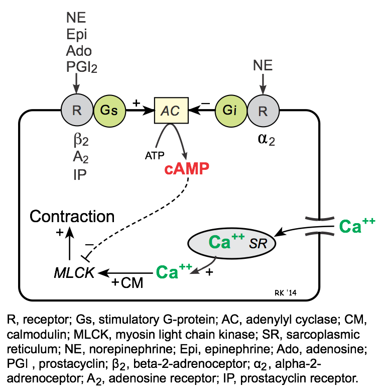 signal transduction pathway camp