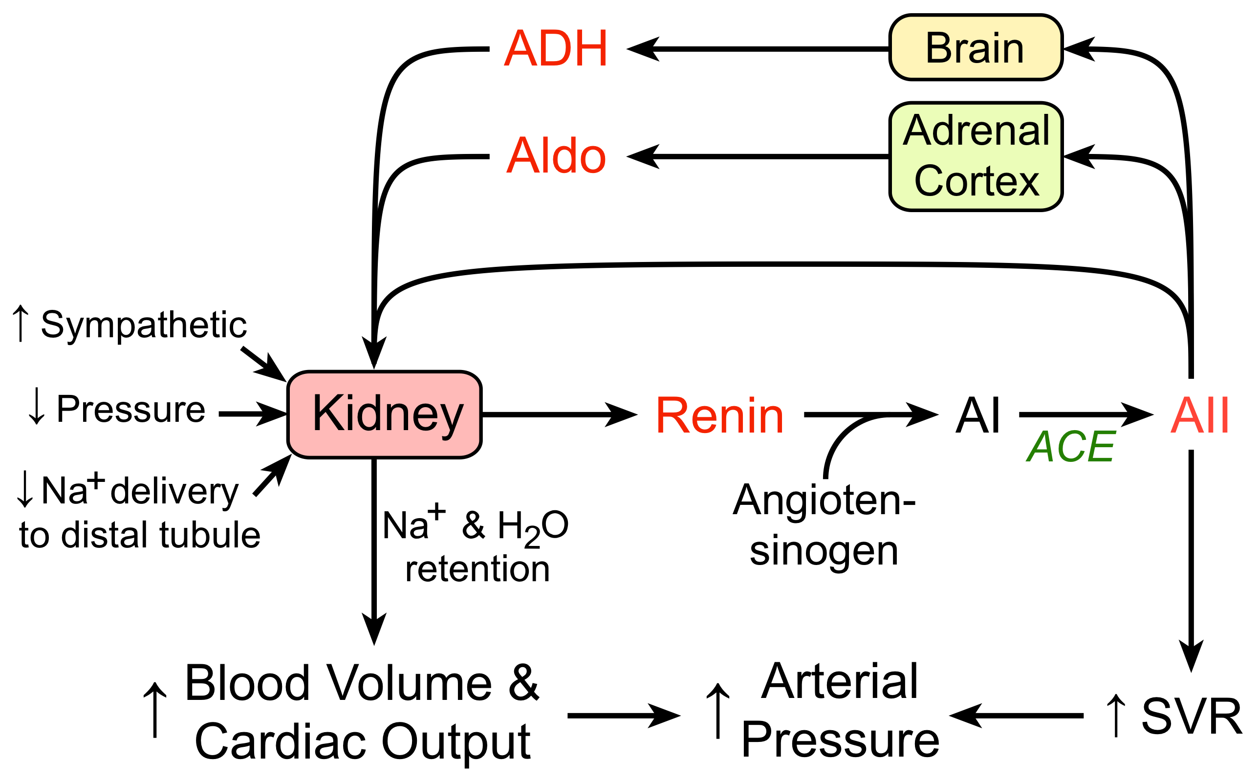 renin-angiotensin-aldosterone system regulating arterial pressure