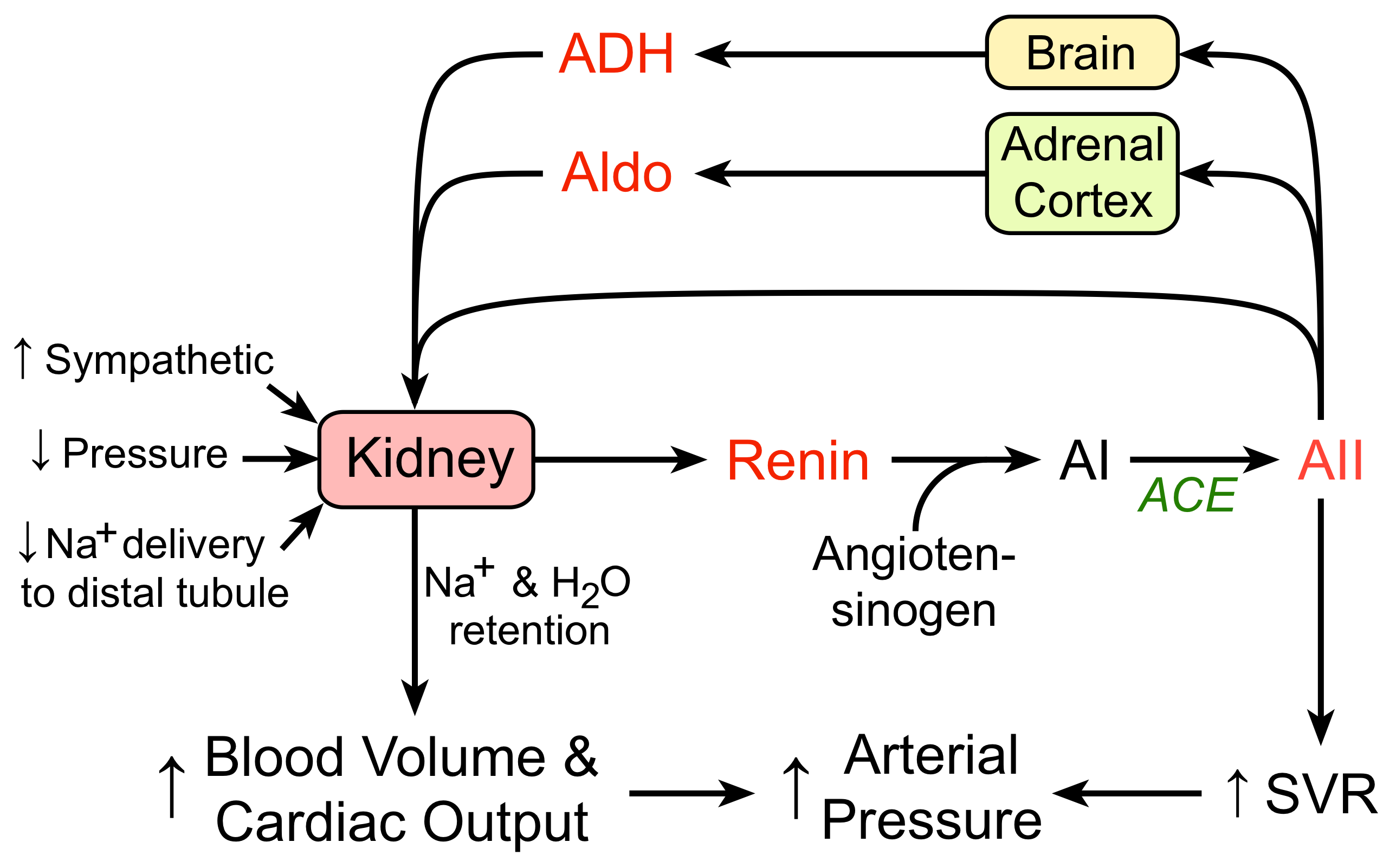 CV Physiology ReninAngiotensinAldosterone System