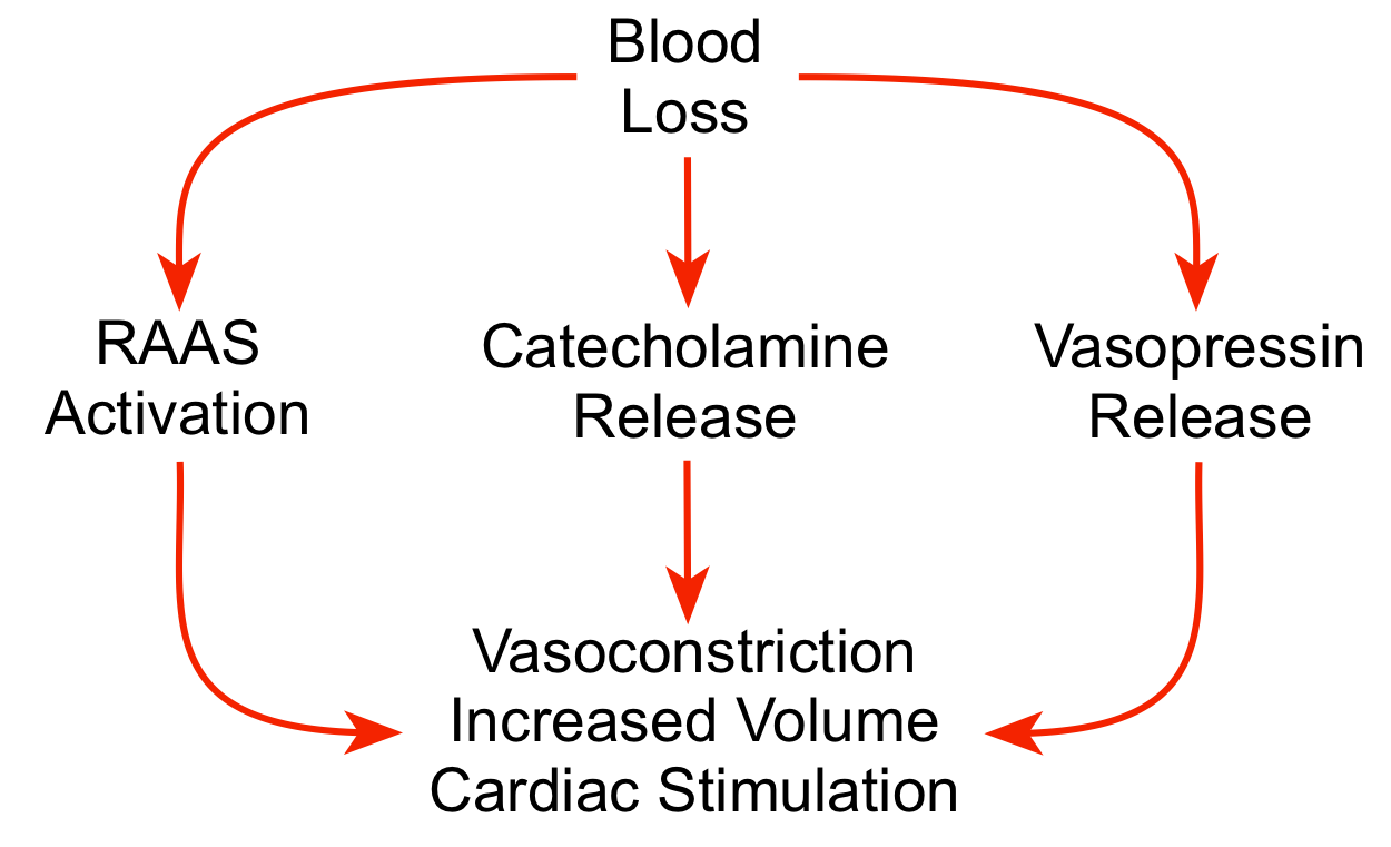 hypovolemic shock stages