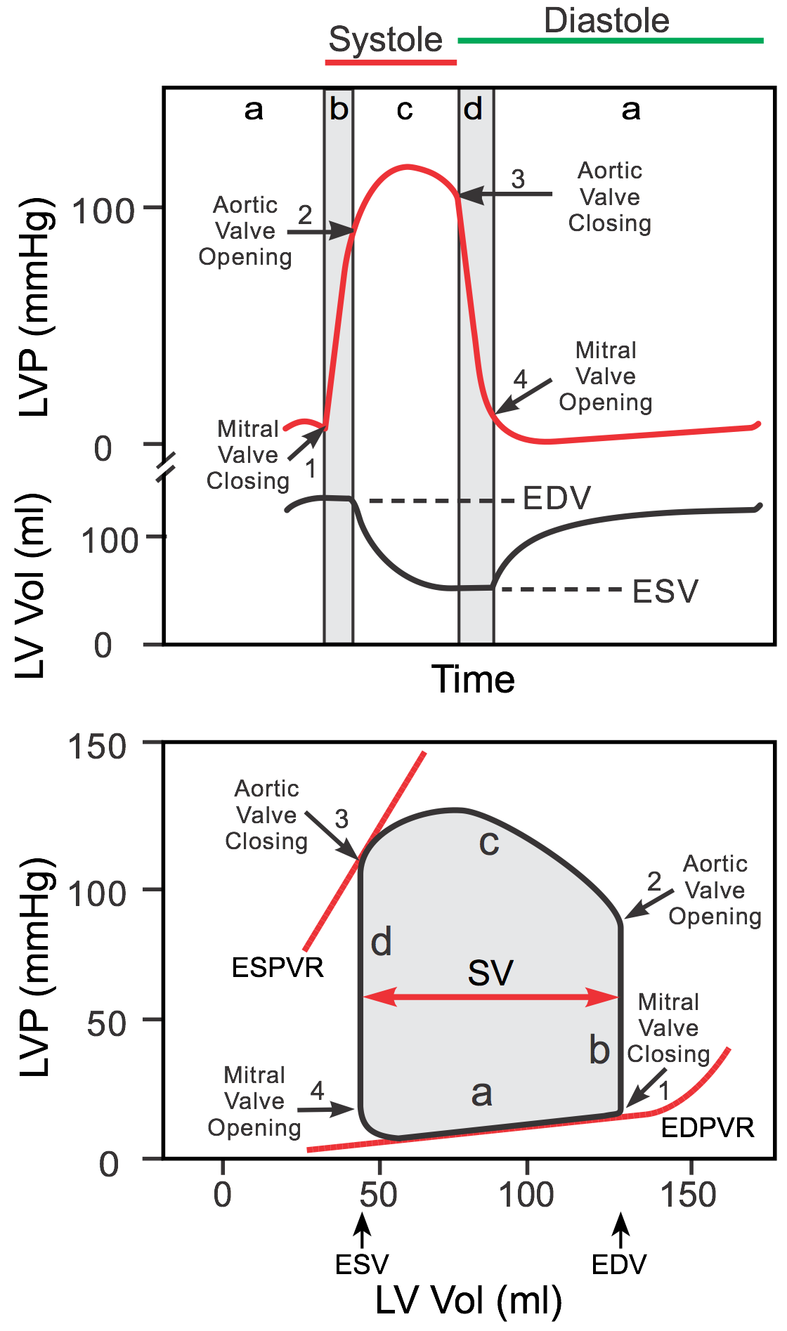 Solved What best explains the steeper EDPVR in this plot?