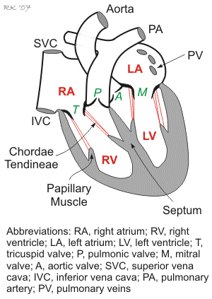 Normal heart anatomy. LA, left atrium; LV, left ventricle; RA, ri ght