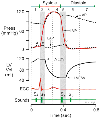 heart sounds during cardiac cycle