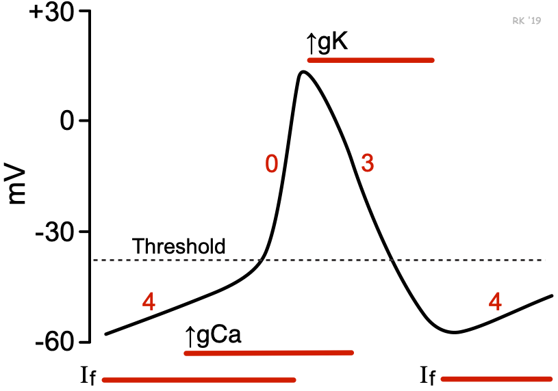 action potential diagram labeled