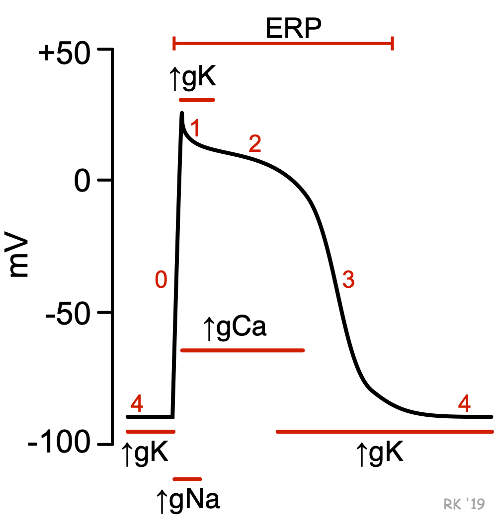 cardiac action potential diagram