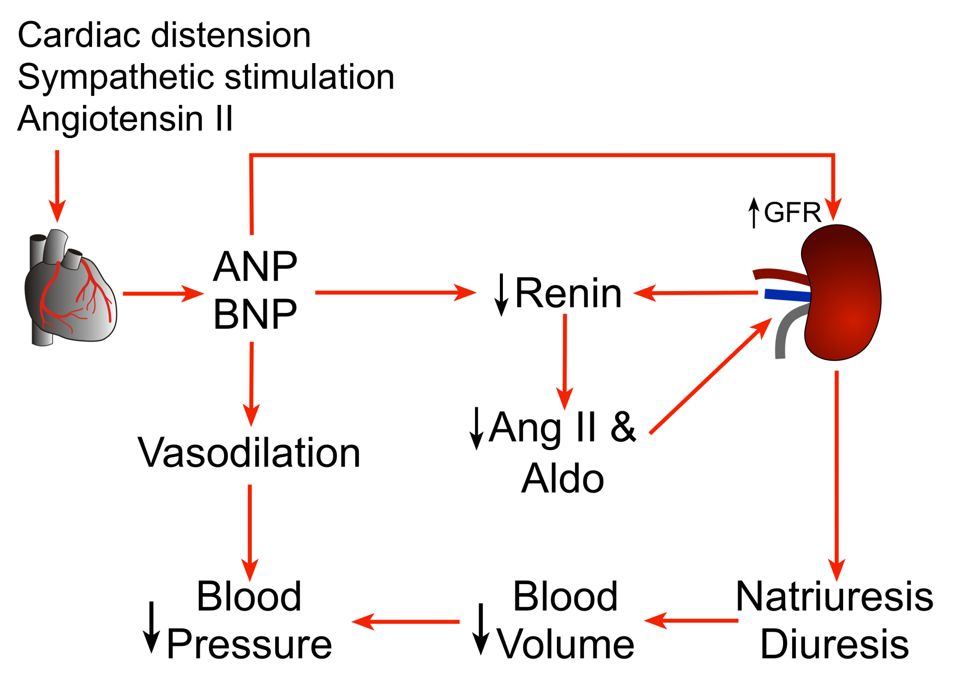 Natriuretic peptides