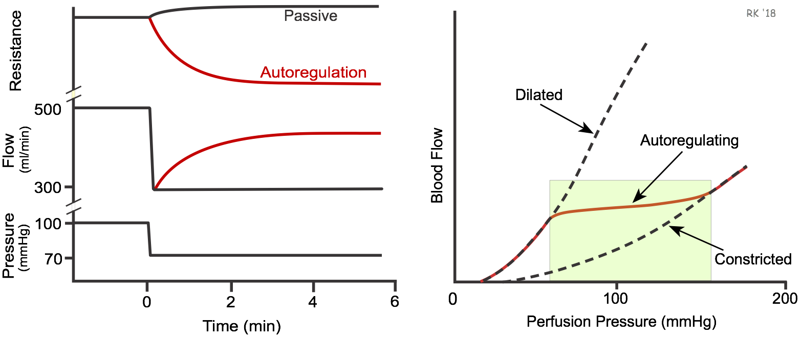 Blood flow autoregulation