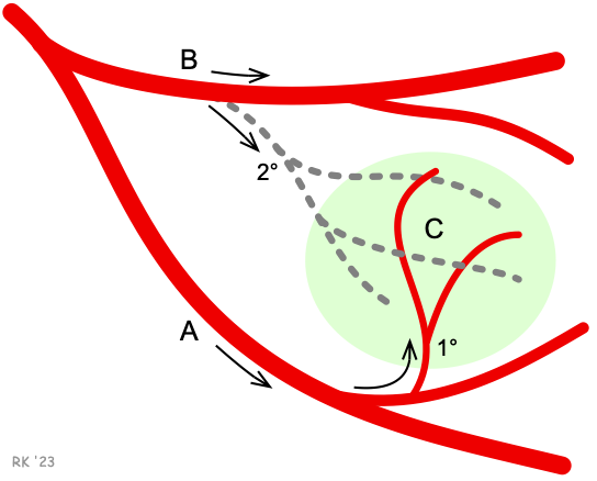 Collateral blood flow