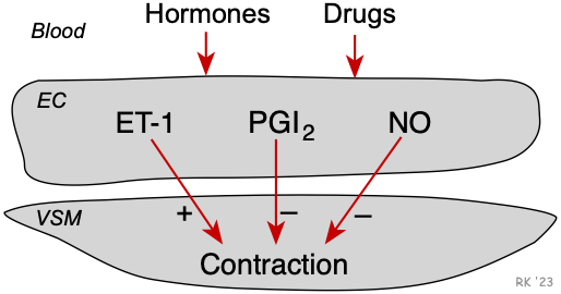 Endothelial factors