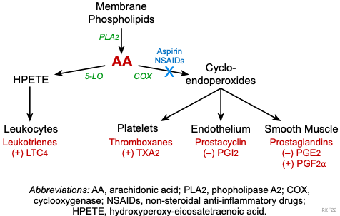 Arachidonic acid metabolites
