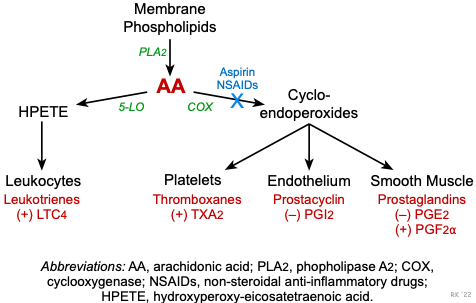 Arachidonic Acid Pathway Cox 1 Cox 2