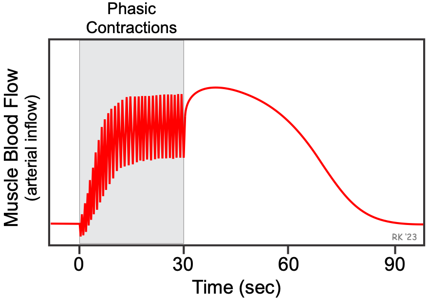 Muscle active hyperemia