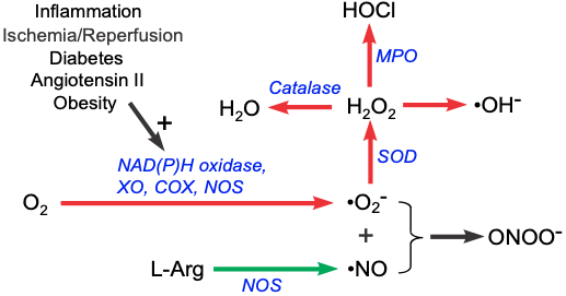 Reactive oxygen species