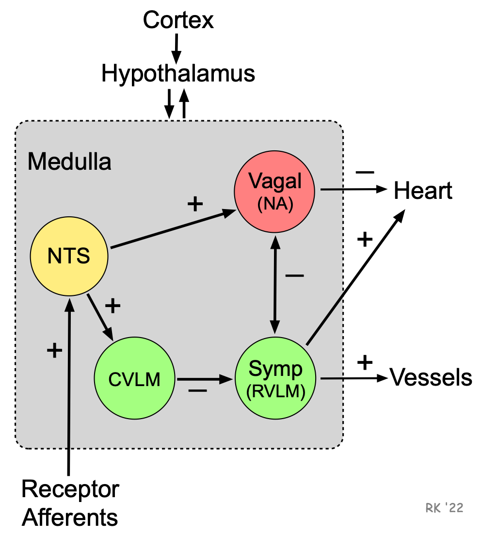 Medullary autonomic nuclei