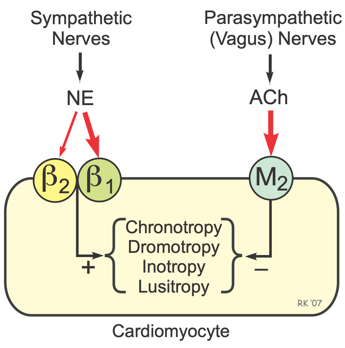 Cardiac autonomic receptors