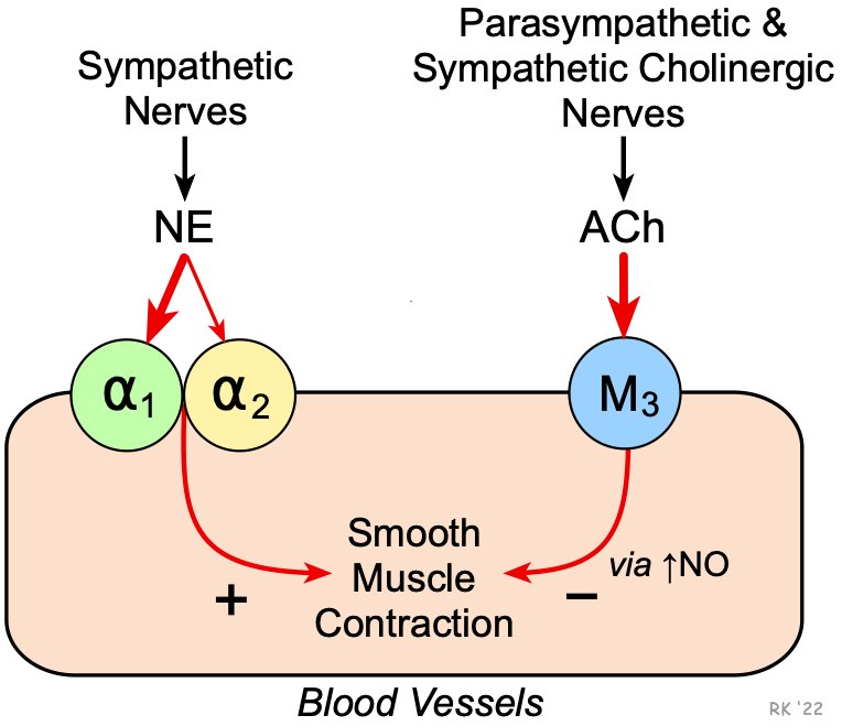 vascular receptors