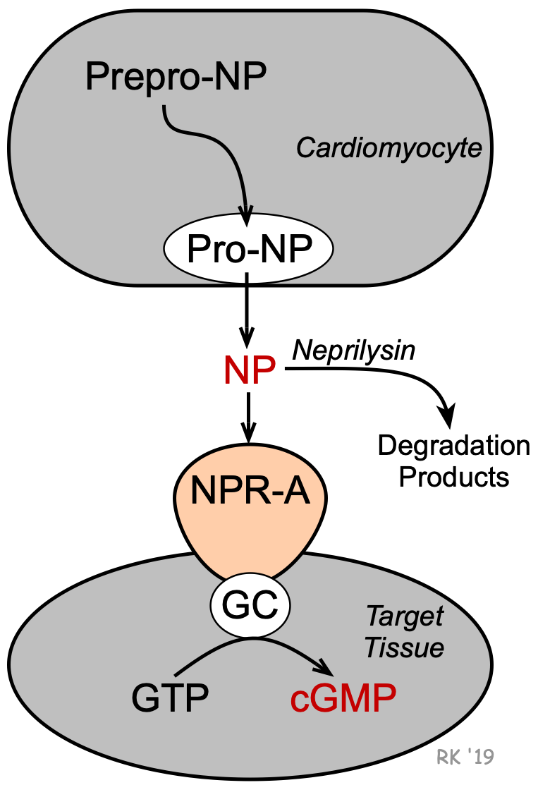Natriuretic peptide formation and receptors