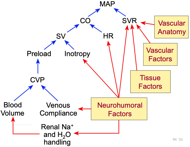 Arterial pressure regulation