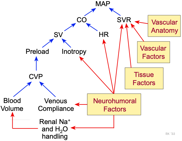 What affects blood deals pressure