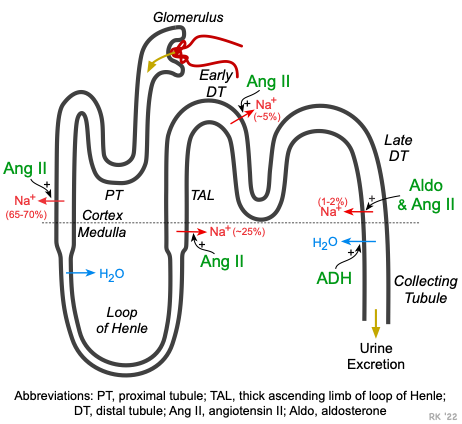 Nephron sodium-water regulation