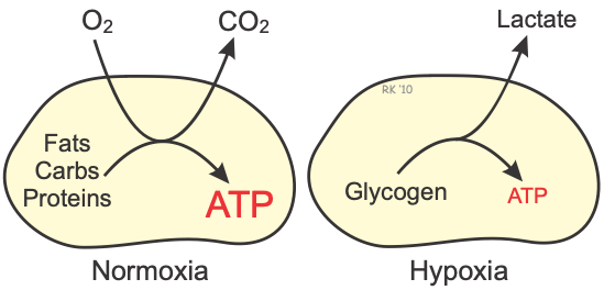 Cardiac metabolism