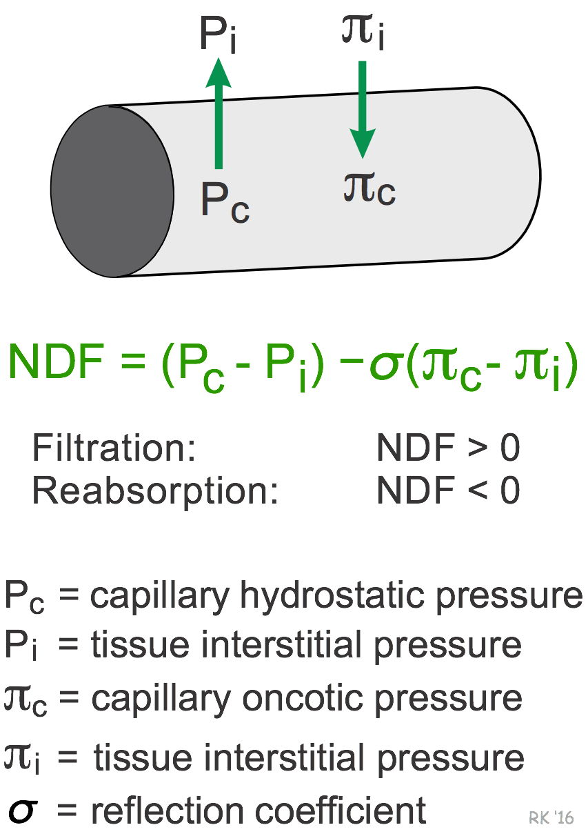 capillary filtration net driving force