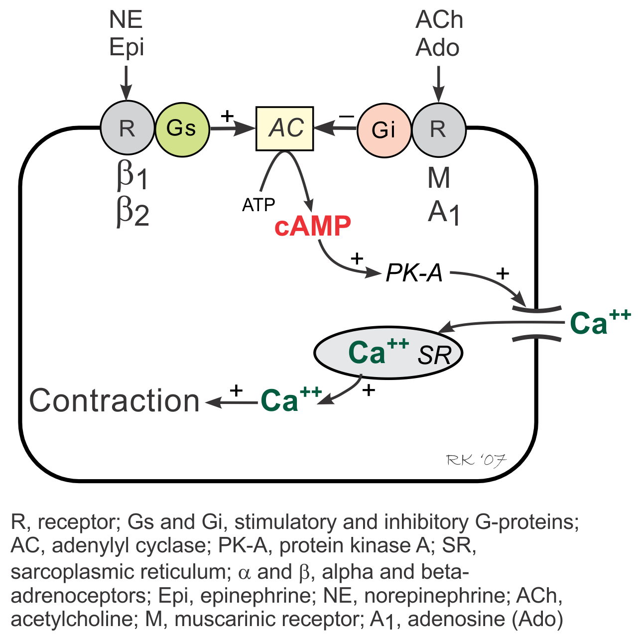 Cardiac Gs-Gi proteins