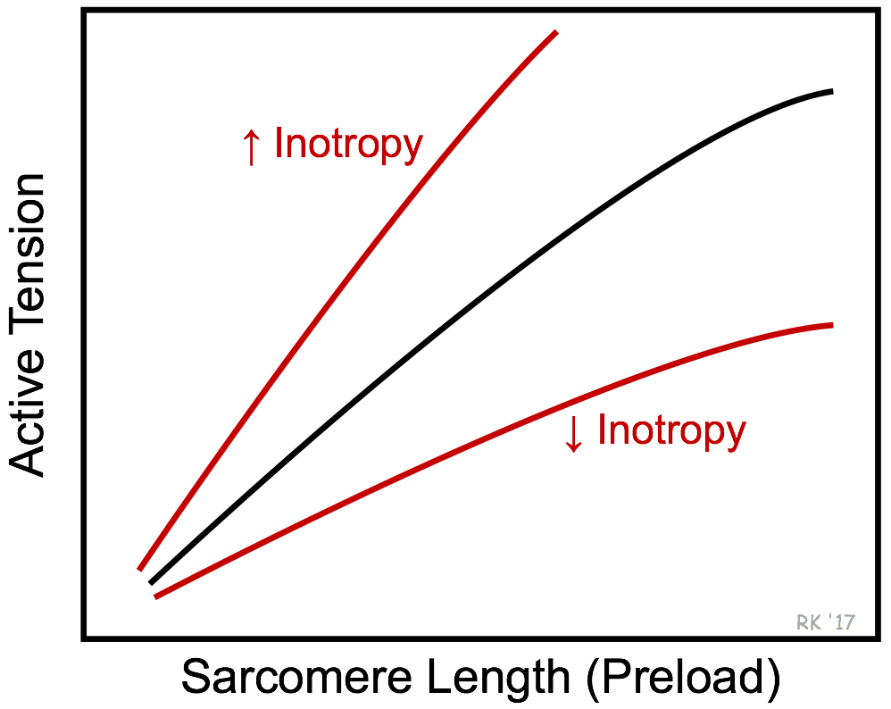 Cardiac active tension at different inotropic states