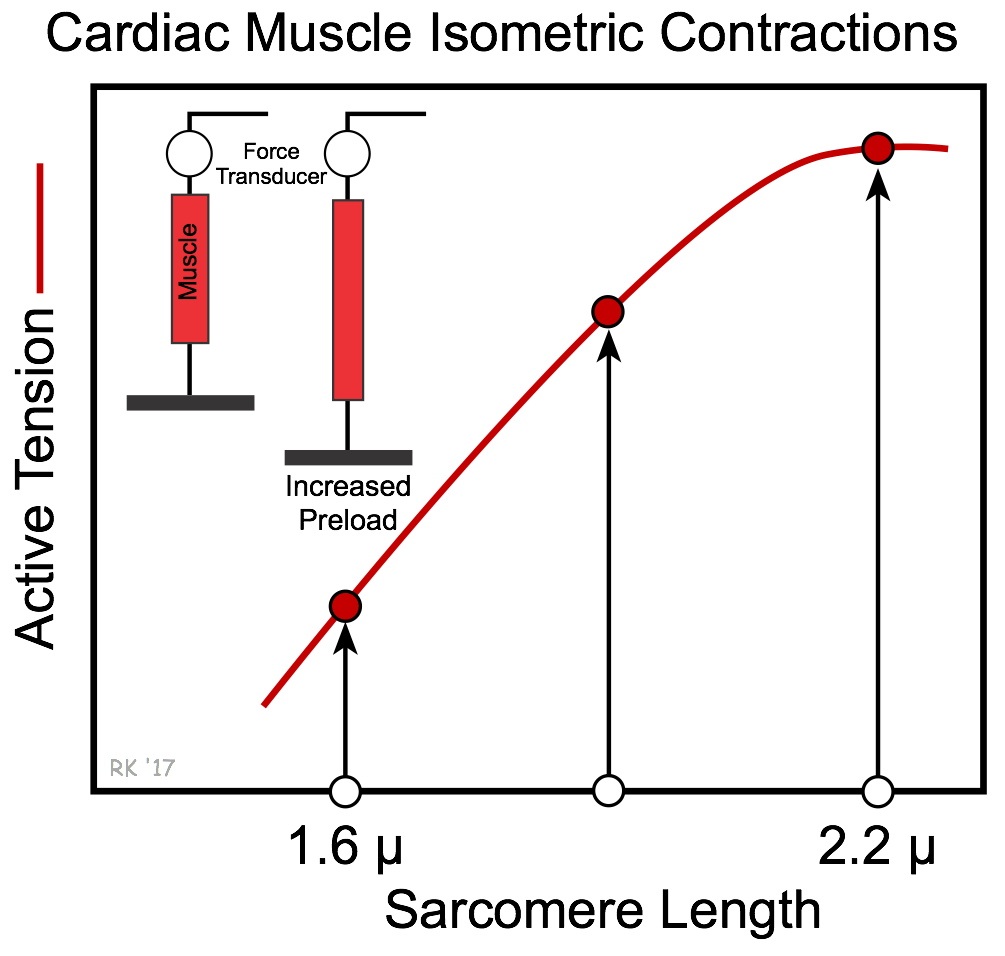 isometric vs isotonic contraction graph