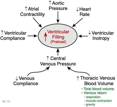 Factors determining preload
