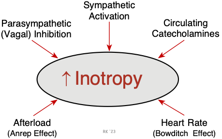 Factors affecting inotropy