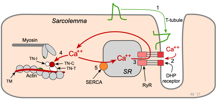 CV Physiology | Cardiac Excitation-Contraction Coupling