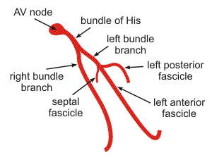 heart conduction pathways