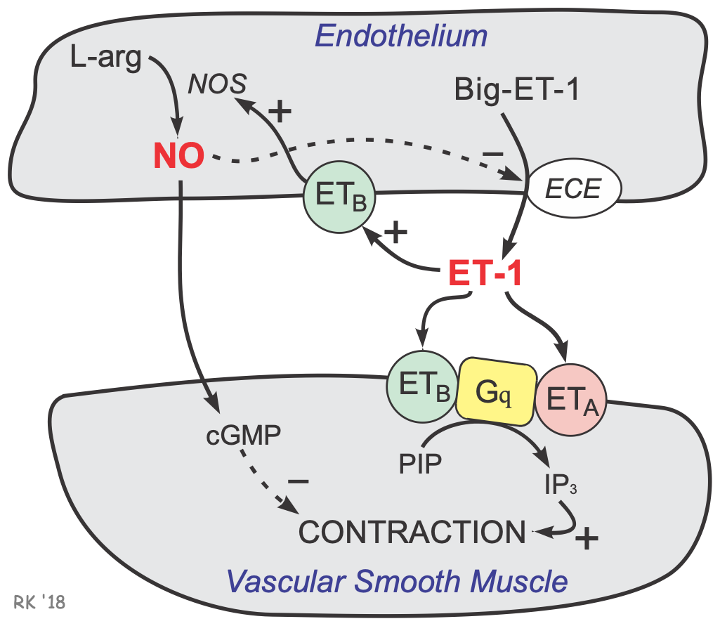 Endothelin and nitric oxide interactions