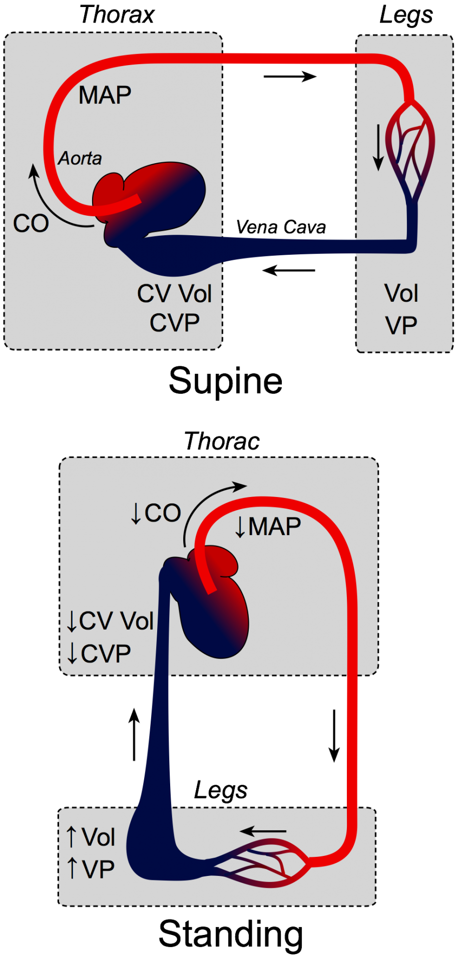 Gravity effects on circulation