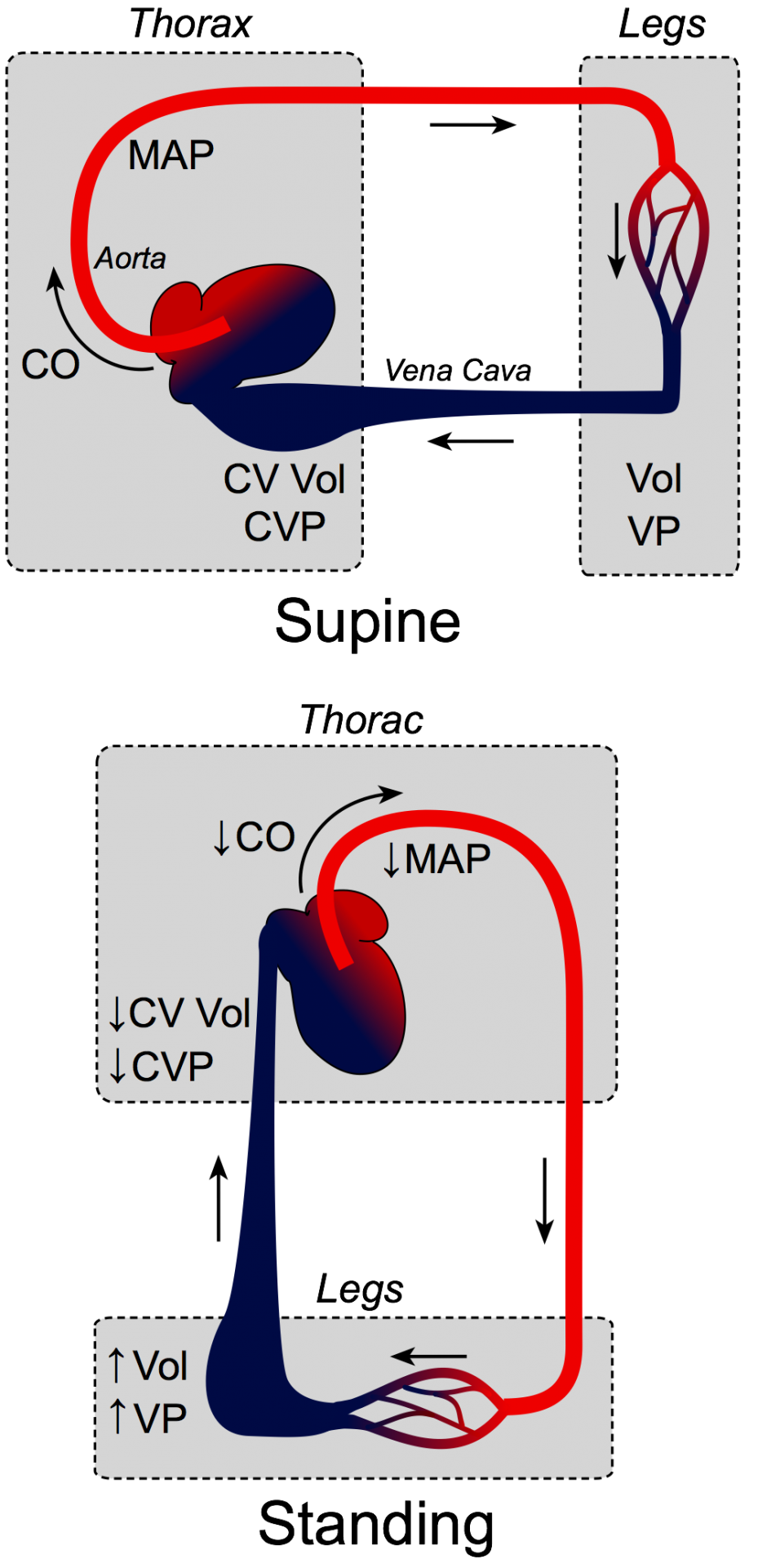 Cardiovascular responses to leg muscle loading during head-down