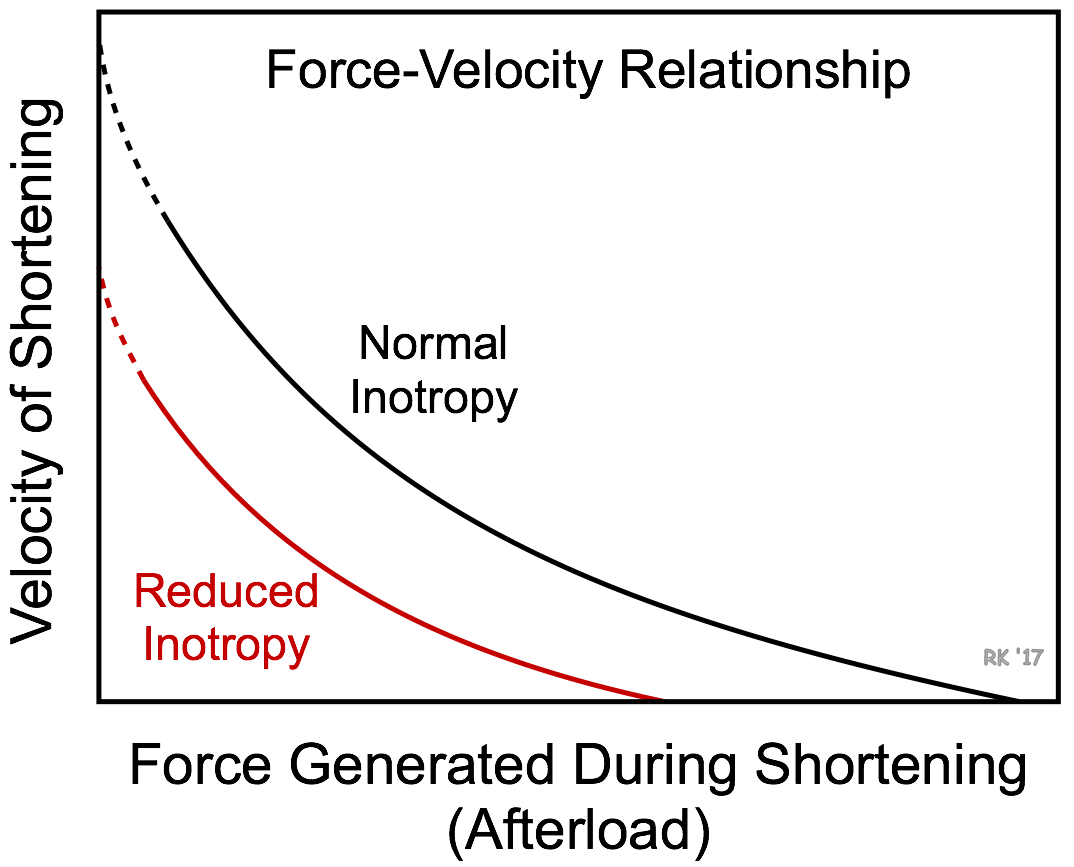 Reduced inotropy effects on force-velocity relationship