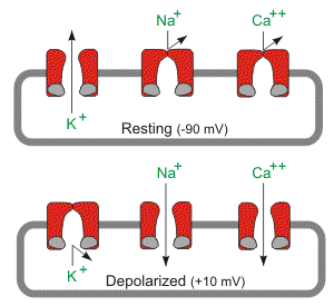 cardiac action potential diagram