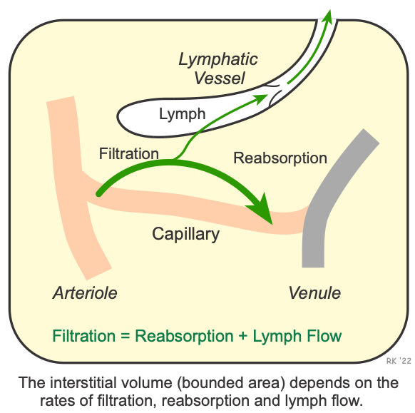 Capillary fluid balance