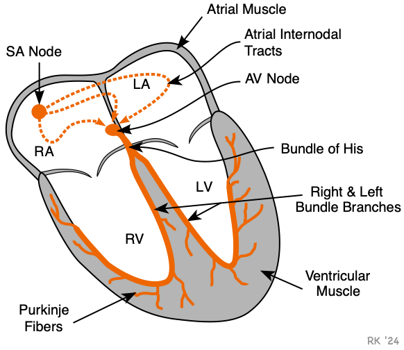 Cardiac conduction pathways