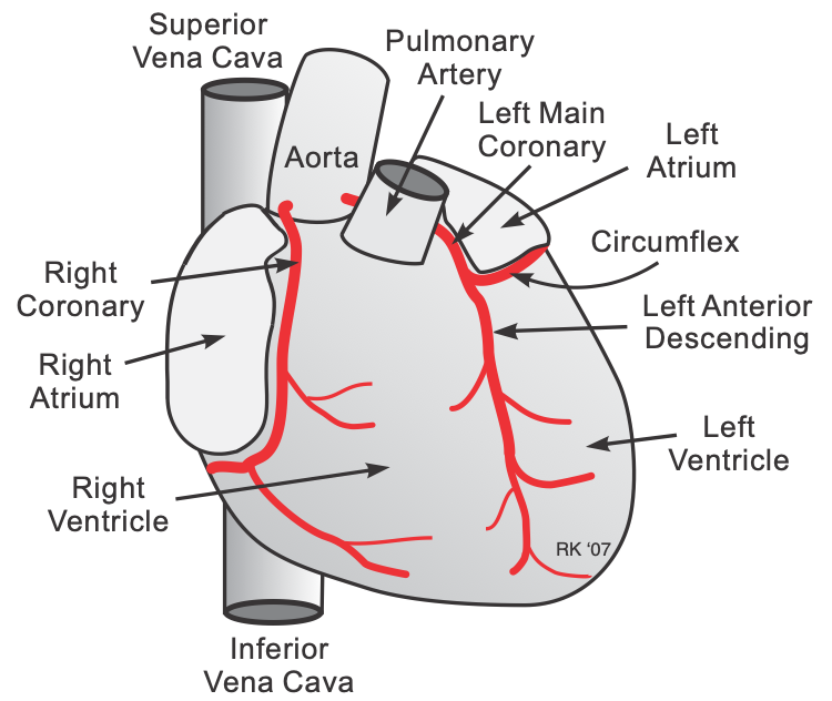 Label The Anterior And Posterior Coronary Circulation Diagram 2 