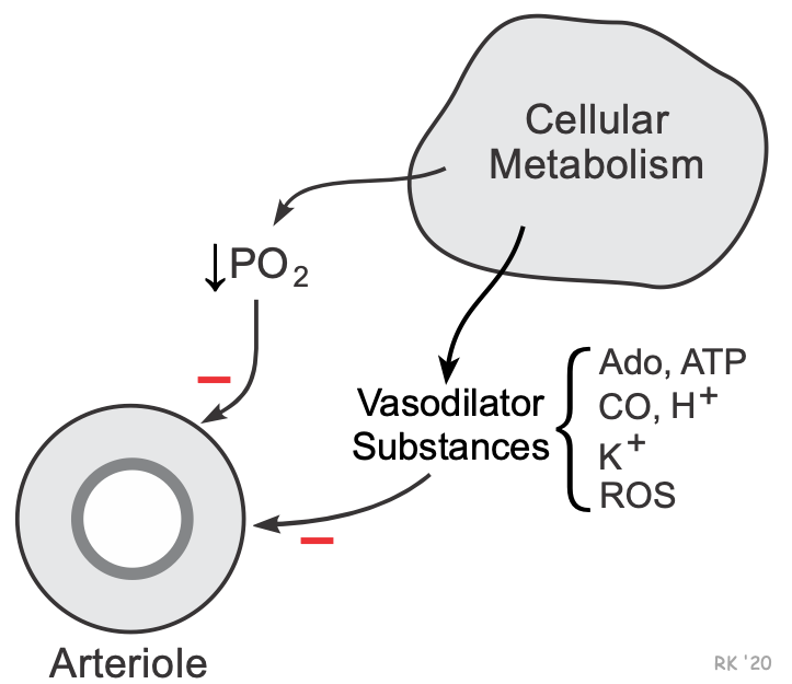 Metabolic vasodilation