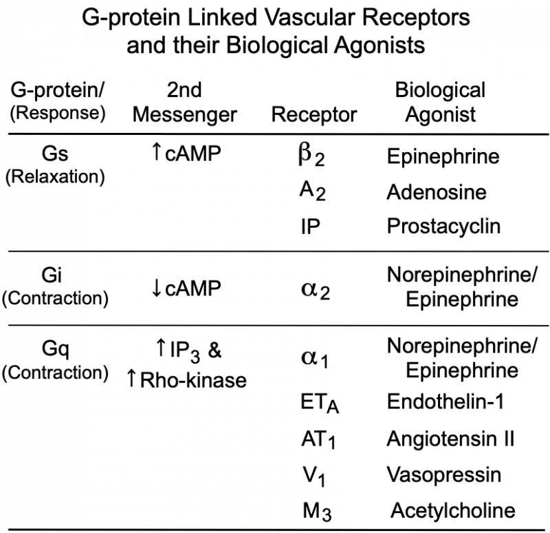 vascular smooth muscle G-protein linked receptors