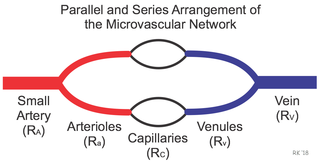 Microvascular network parallel elements