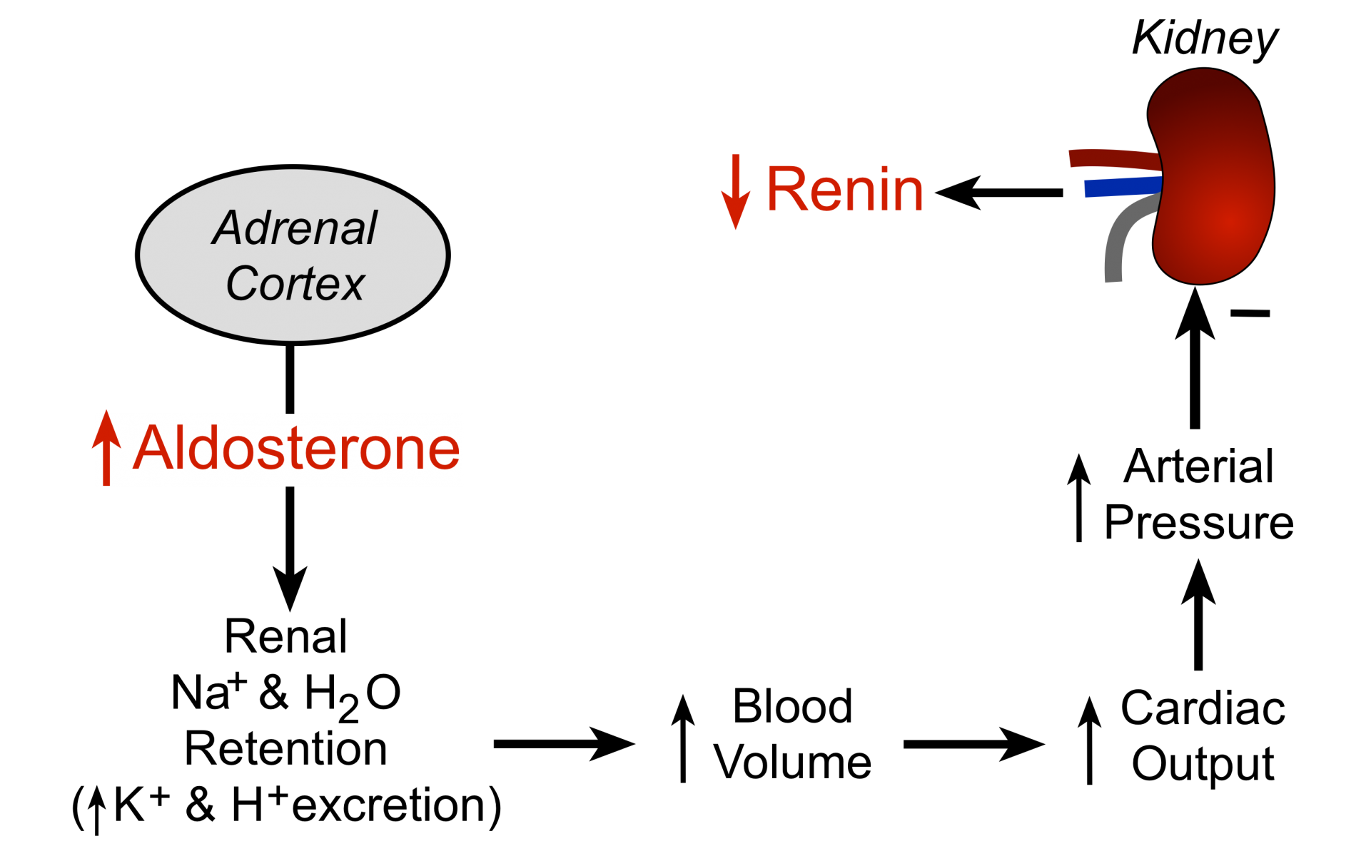 Primary hyperaldosteronism