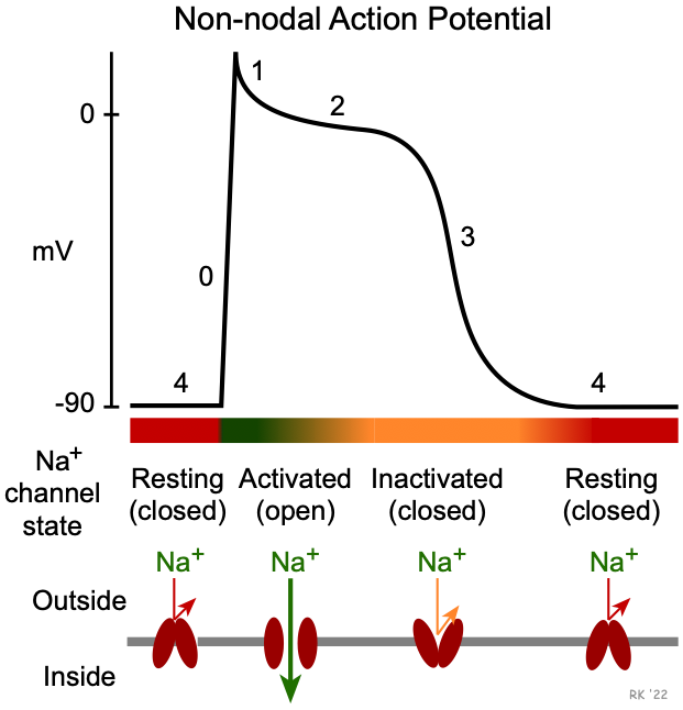 Fast sodium channels in heart